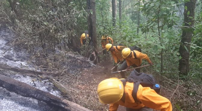 GEM Brigadistas Controlan Incendio Forestal En Morelia Y Atienden 9